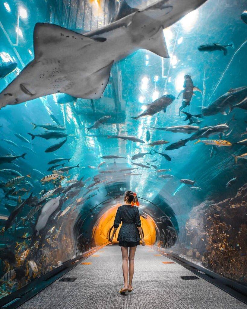 Guide Dubai Aquarium and Underwater Zoo Tickets, Timings