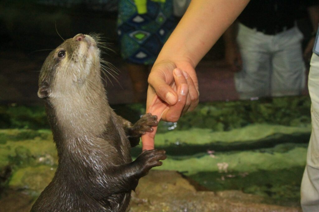 otter encounter dubai aquarium & underwater zoo