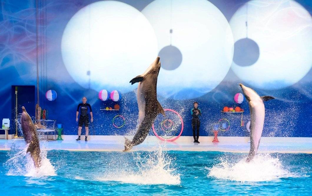 Dubai Dolphinarium show timings