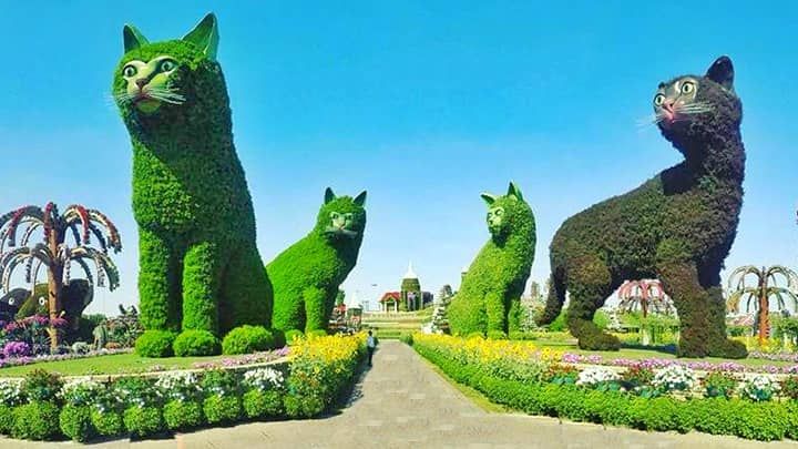 Dubai Miracle Garden Cat