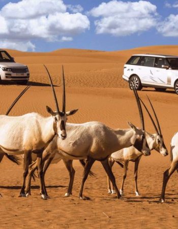 Dubai Desert Conservation Reserve Adventure Dubai Desert Conservation Reserve Adventure