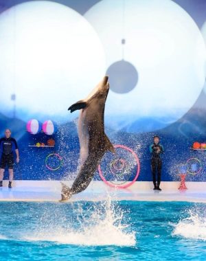 Dubai Dolphinarium show timings