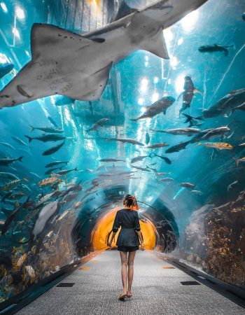 dubai aquarium and underwater zoo tickets
